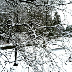 Snowy Trees in a Park with Blurred Background