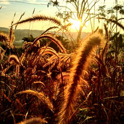 Tranquil Sunset with Tall Feathered Grass