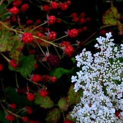 Vibrant Berry Bush with White Flowers