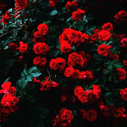 Vivid Roses in Full Bloom