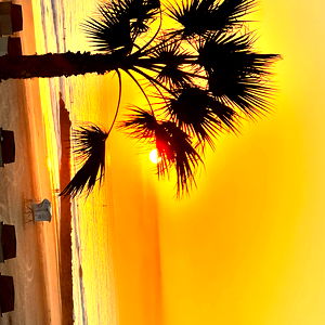 Alexandria Wiles photo