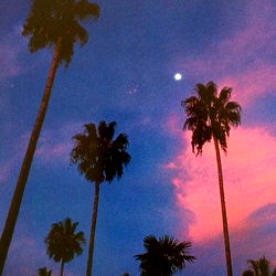 Vivid sunset over palm trees