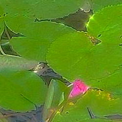 𝘥𝘪𝘤𝘦 ❧ (pixar mom) photo