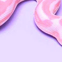 Julz: Snake Model on Purple Background