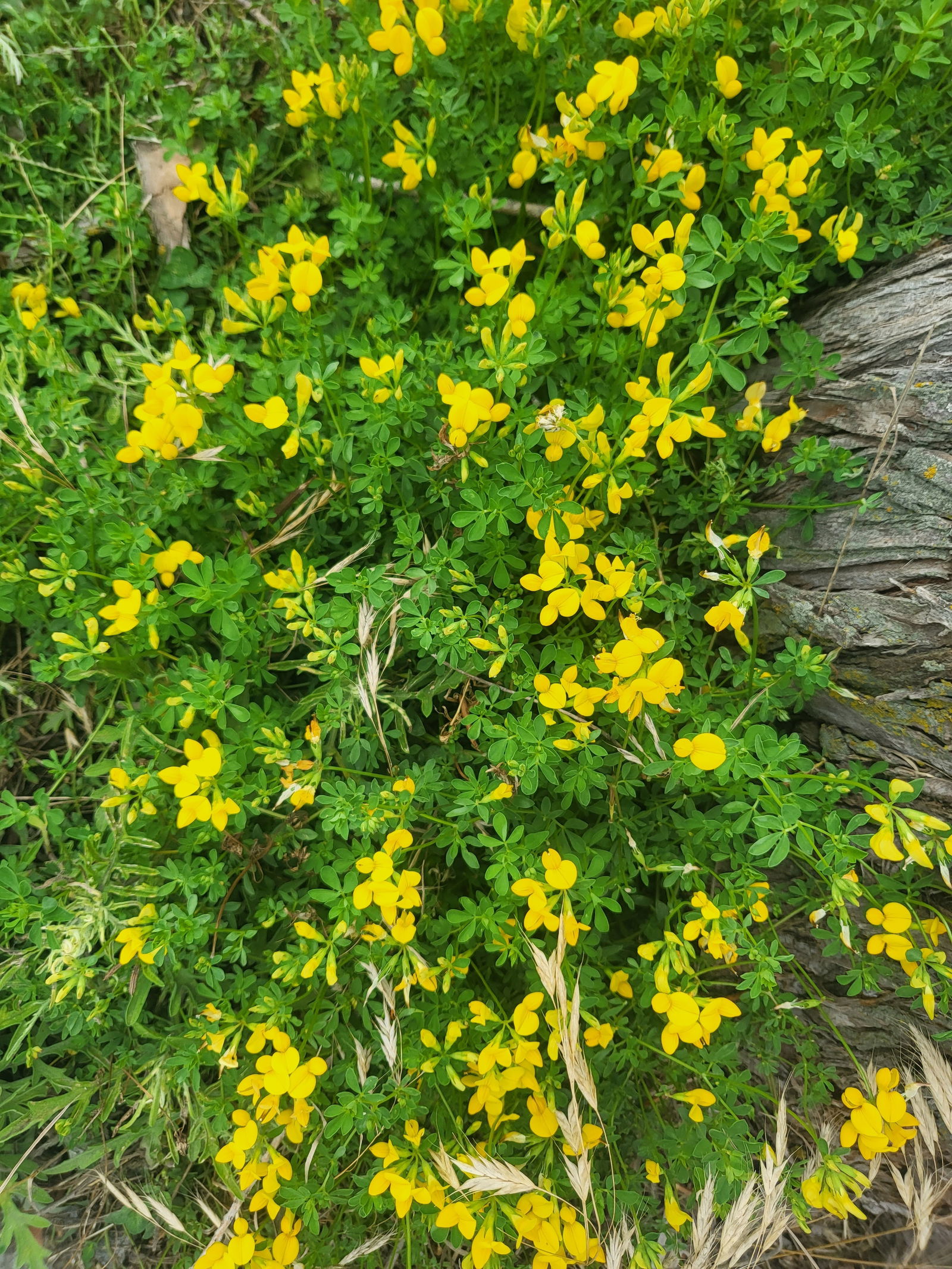 ♡ 𝓑𝓪𝓶𝓫𝓲 𝓥𝓪𝓵𝓮𝓷𝓽𝓲𝓷𝓮 ♡ photo