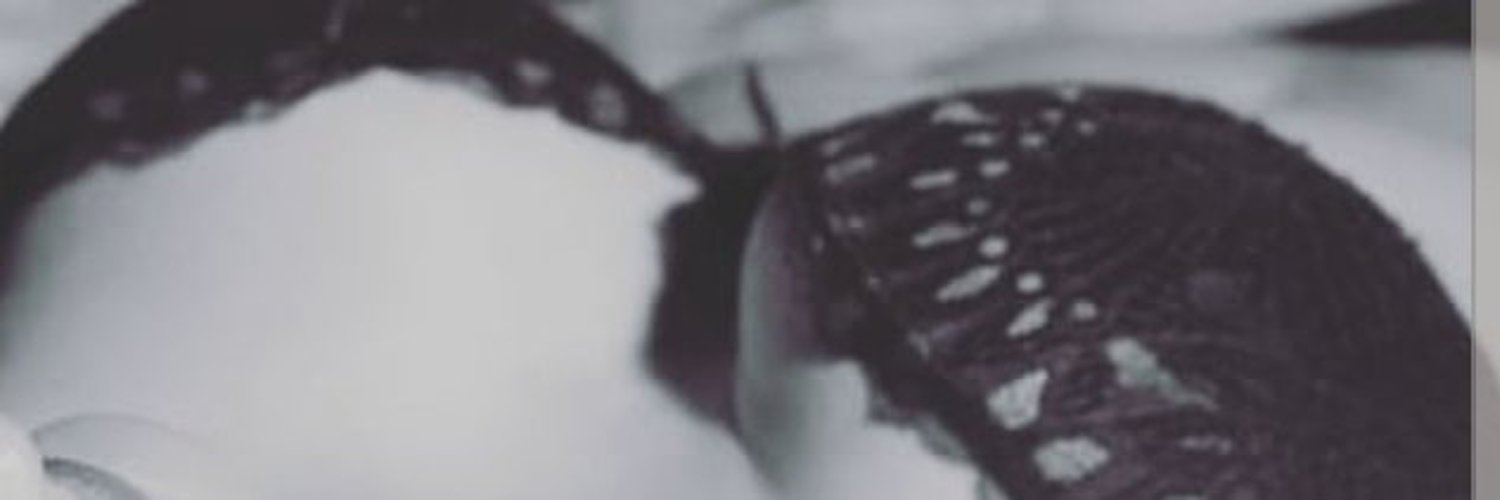 Mr and Mrs Hot filly photo