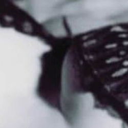 Mr and Mrs Hot filly photo