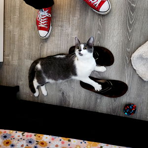 Xeaix's Kitties photo