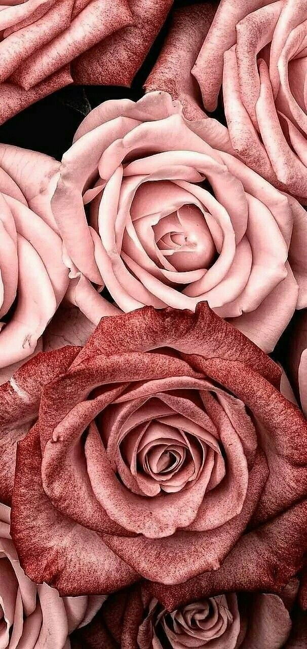 D'Shané Robinson photo