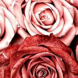 D'Shané Robinson photo