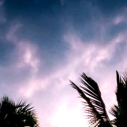 Beautiful Cloudy Sky above Palm Trees