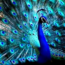 The_Naked_Artist87 photo