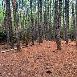 Serene Forest in Florida: A Haven for Nature Lovers