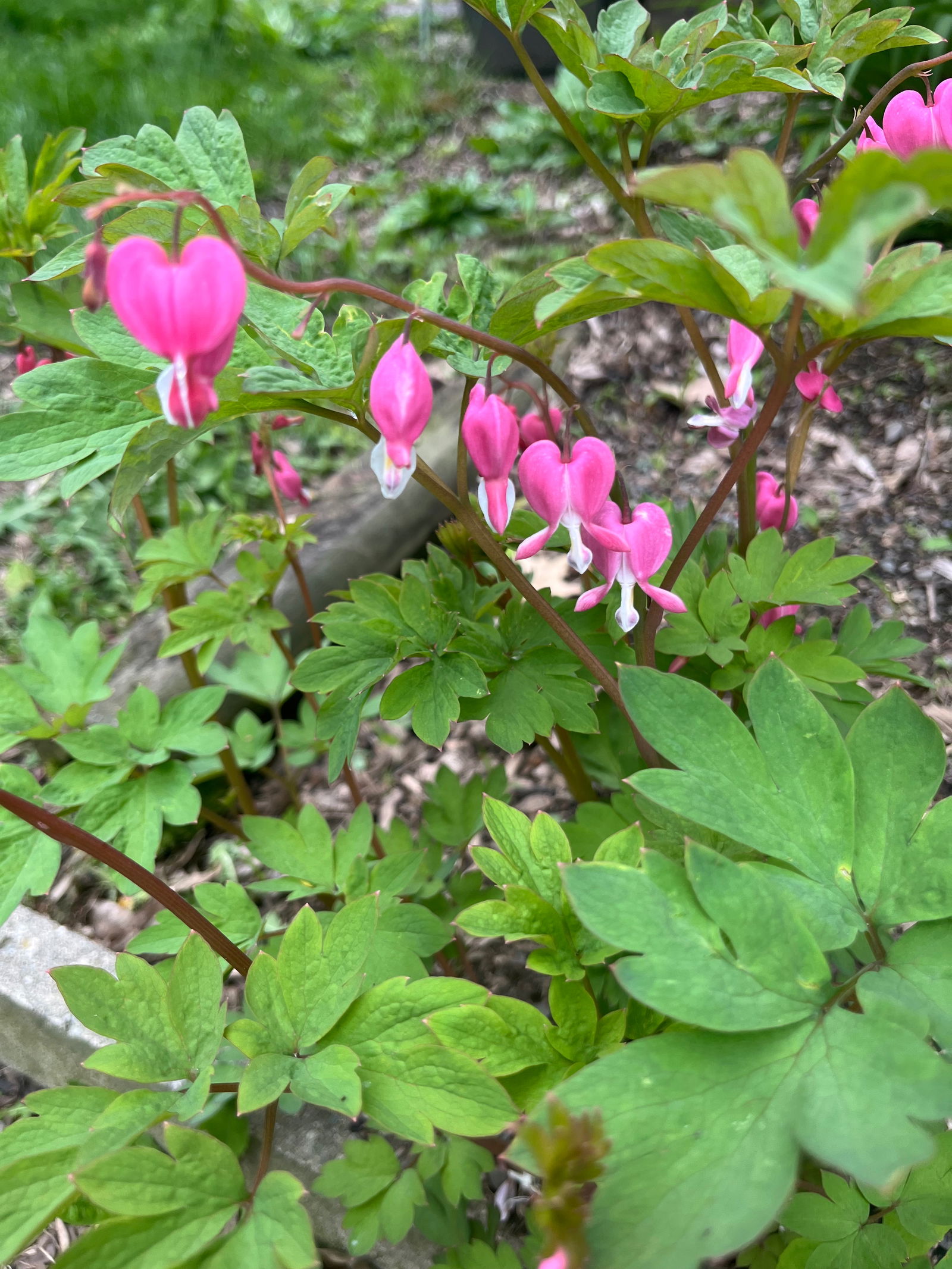 Blonde Hippy Chick photo