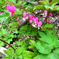 Blonde Hippy Chick photo