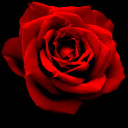 A Red Rose Flower Photograph