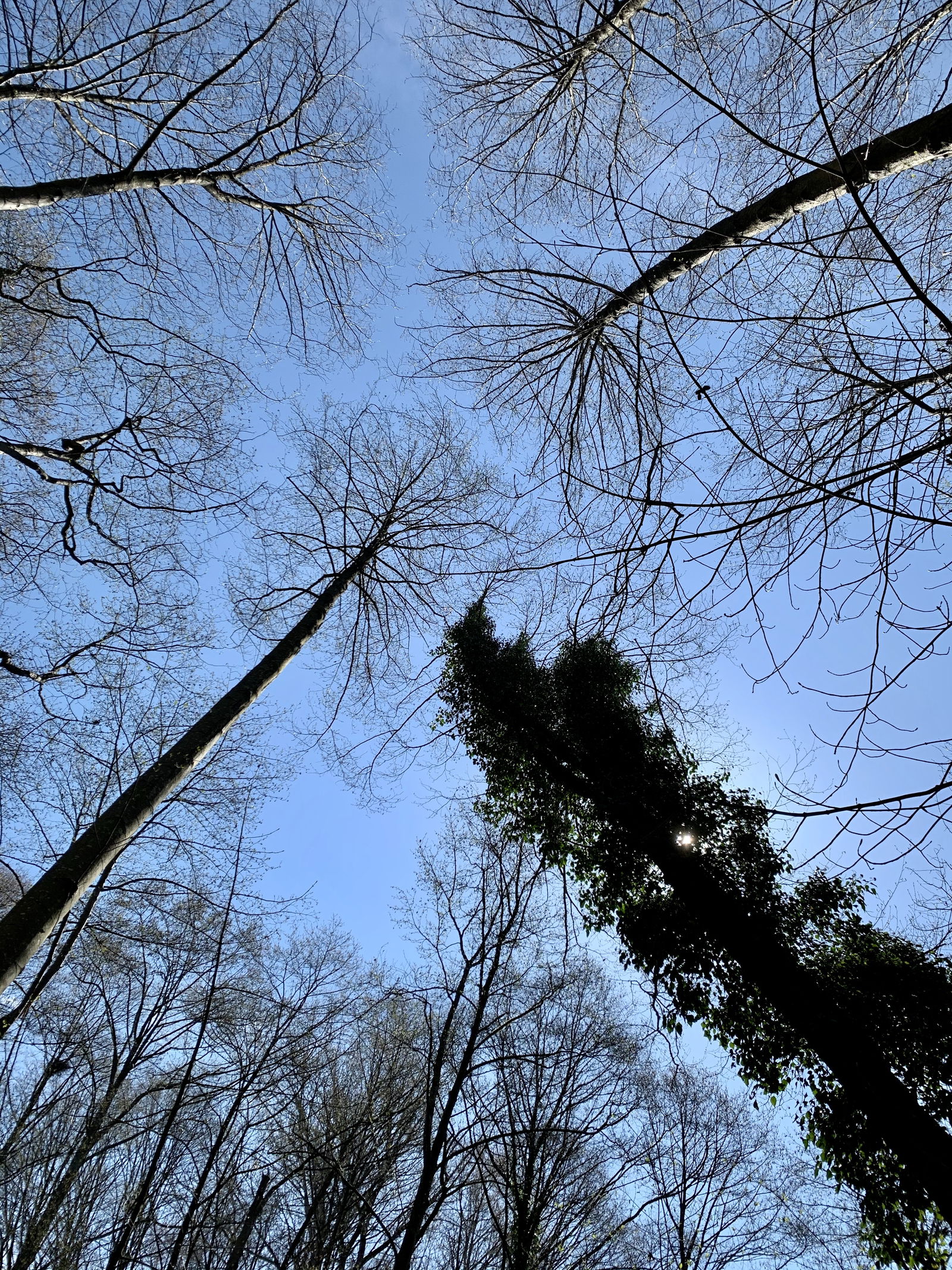 AsianSuperhero photo