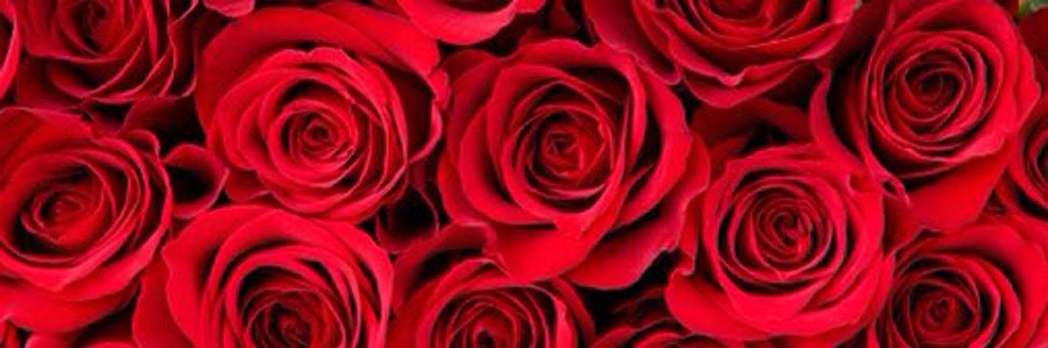 Kali Roses Free photo