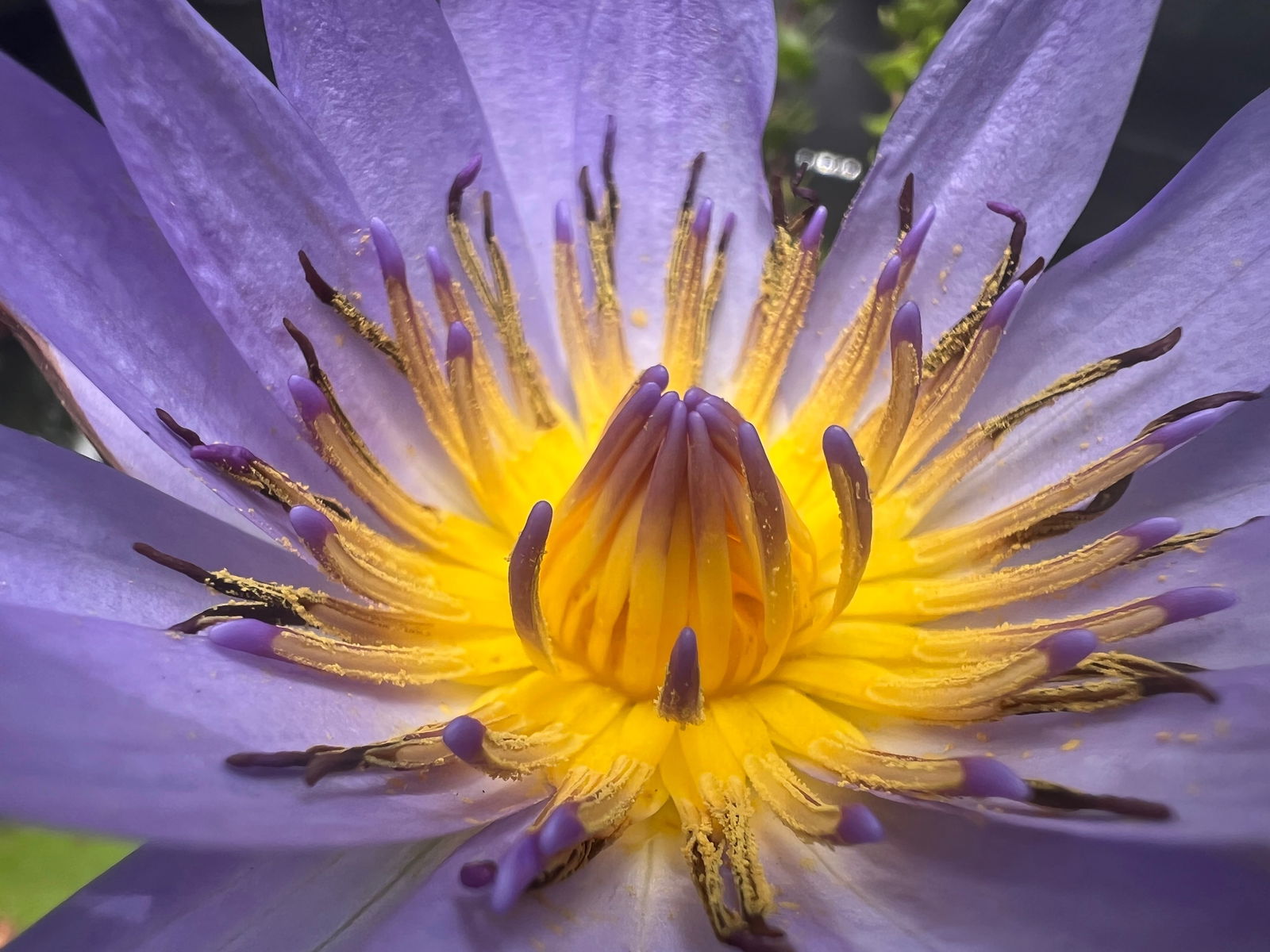 Vivacious vixen photo