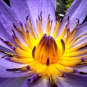 Vivacious vixen photo