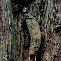 Artificial tree in an urban setting