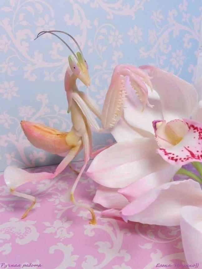 Allyana Day Amore photo