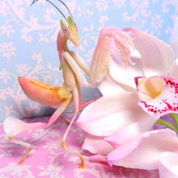 Allyana Day Amore photo