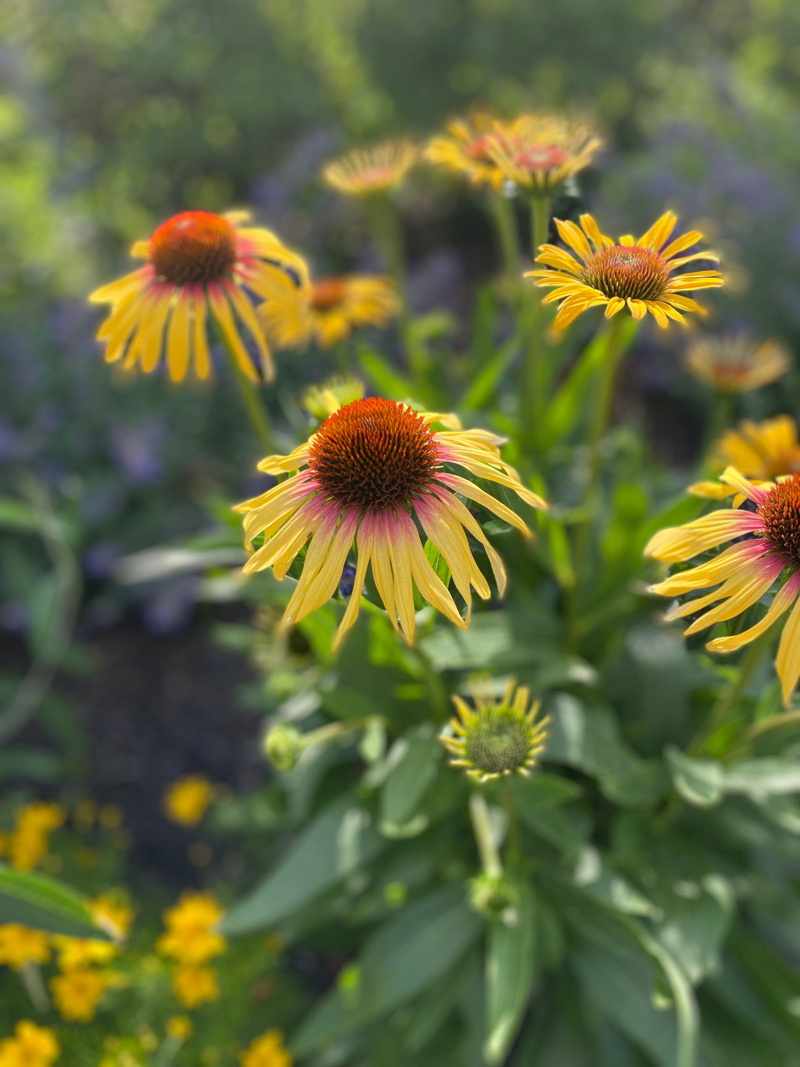 🖤Fae Fox 🦊 photo