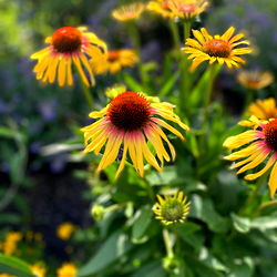 🖤Fae Fox 🦊 photo
