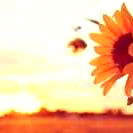 Sunflower Against Sunset