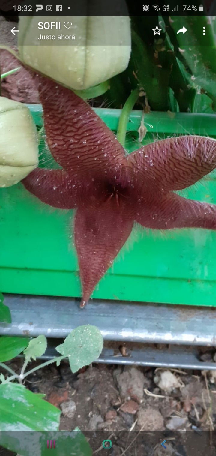 valentina romero photo