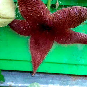 valentina romero photo