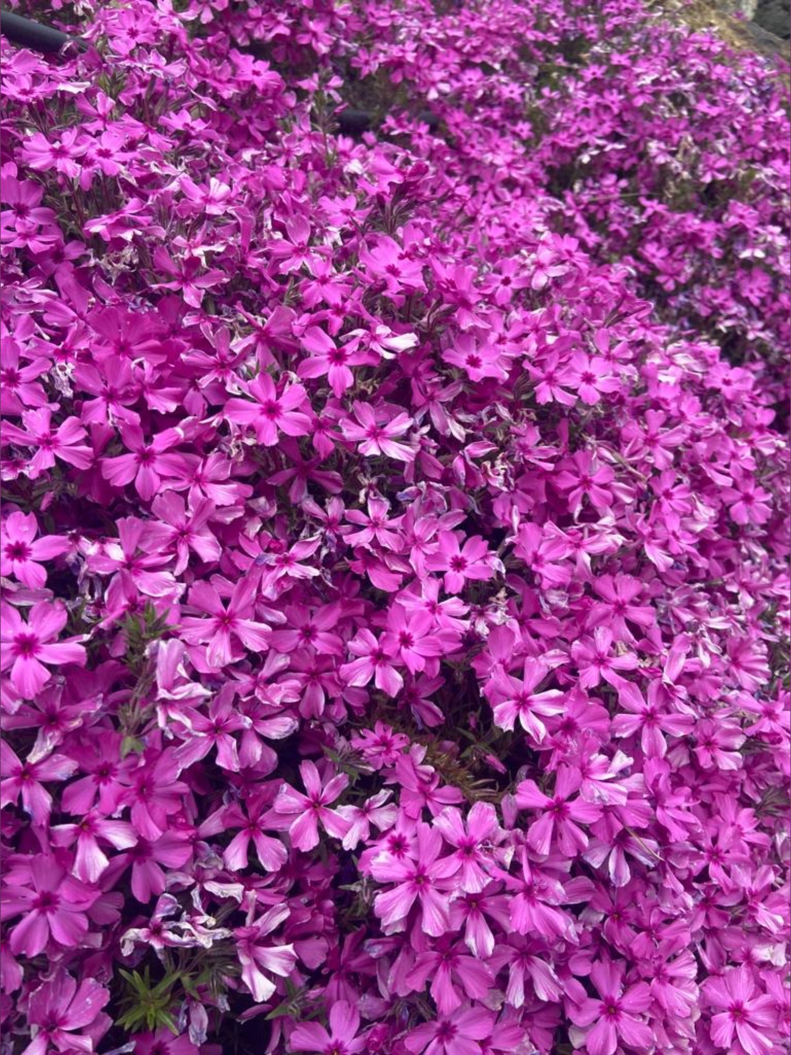 Lady Zoe - Top %10⭐ photo