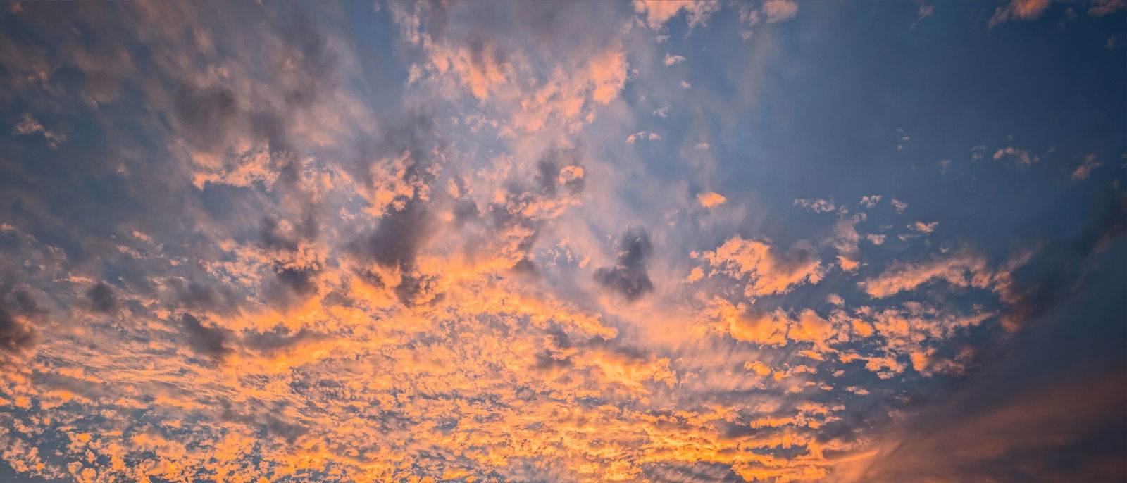 Charlotte Rose photo