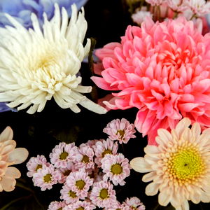 Little Miss Mollypop photo