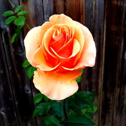 Games for life💜💚 photo