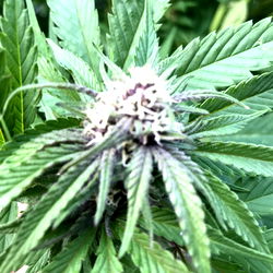 Cannabis Plant with White Buds