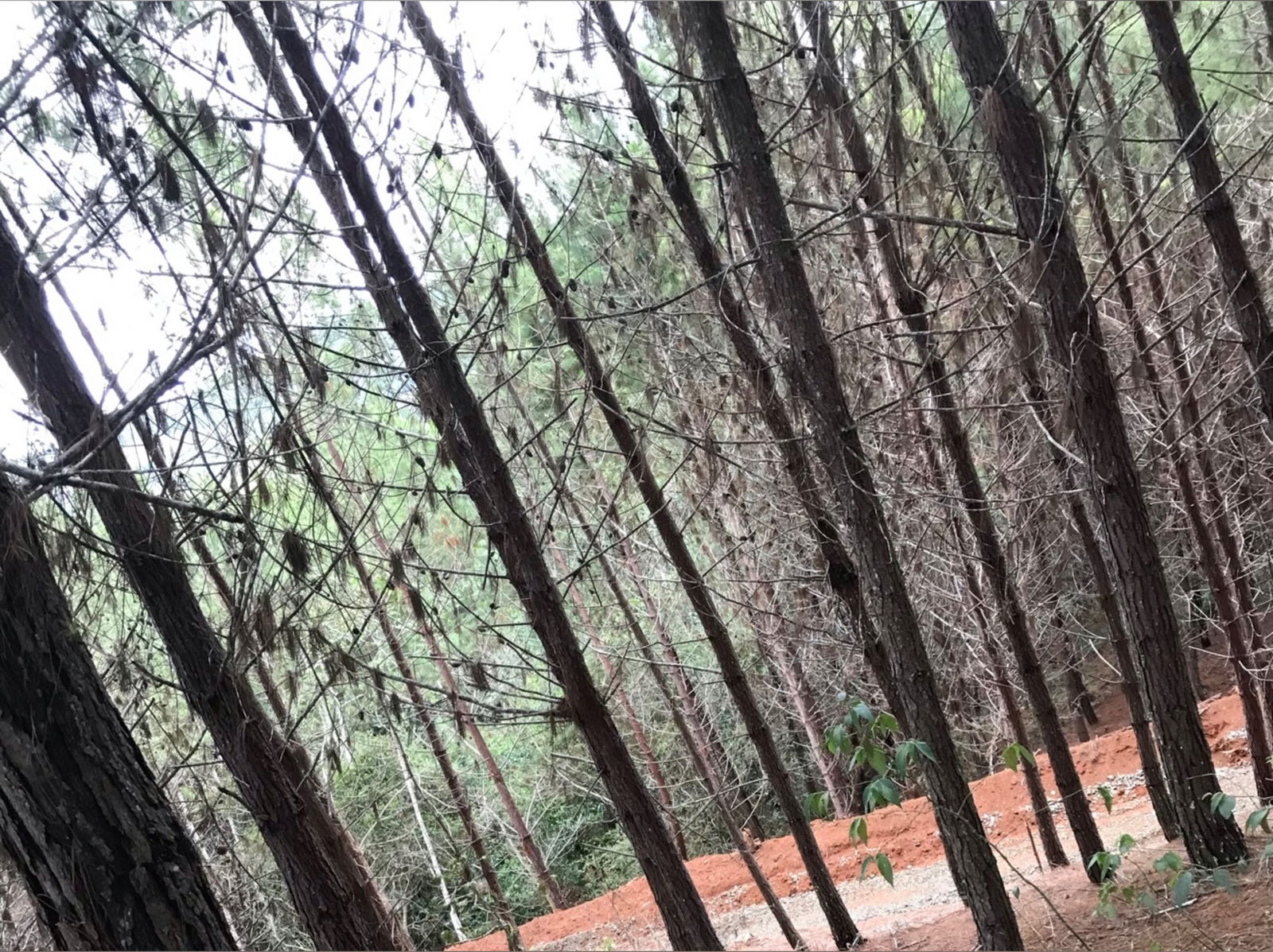 Ángely Bilboa photo