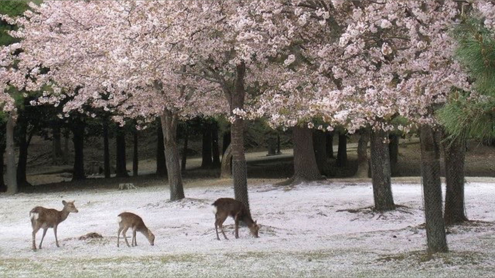 spirituals1ut ⋆ ˚｡⋆ ✧‧. ˚ photo