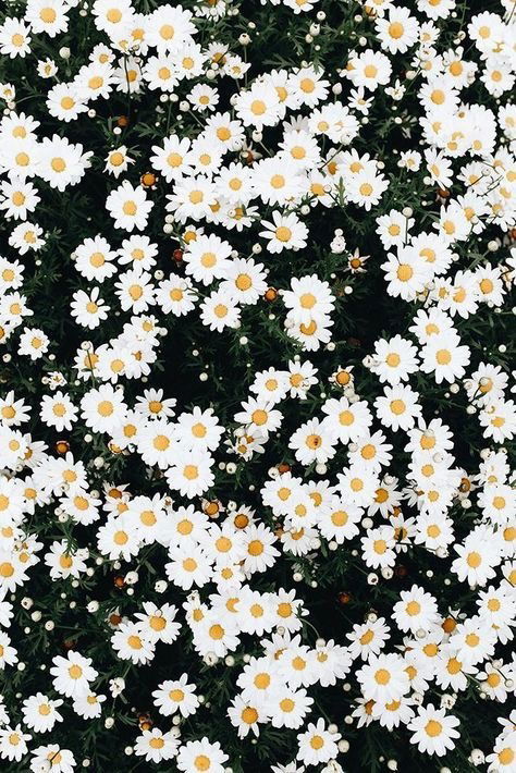 ~ Simp Destroyer ~ photo