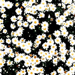 ~ Simp Destroyer ~ photo