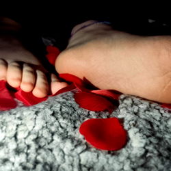 Red Rose Footprints Photography by Clarissa Ravenhood