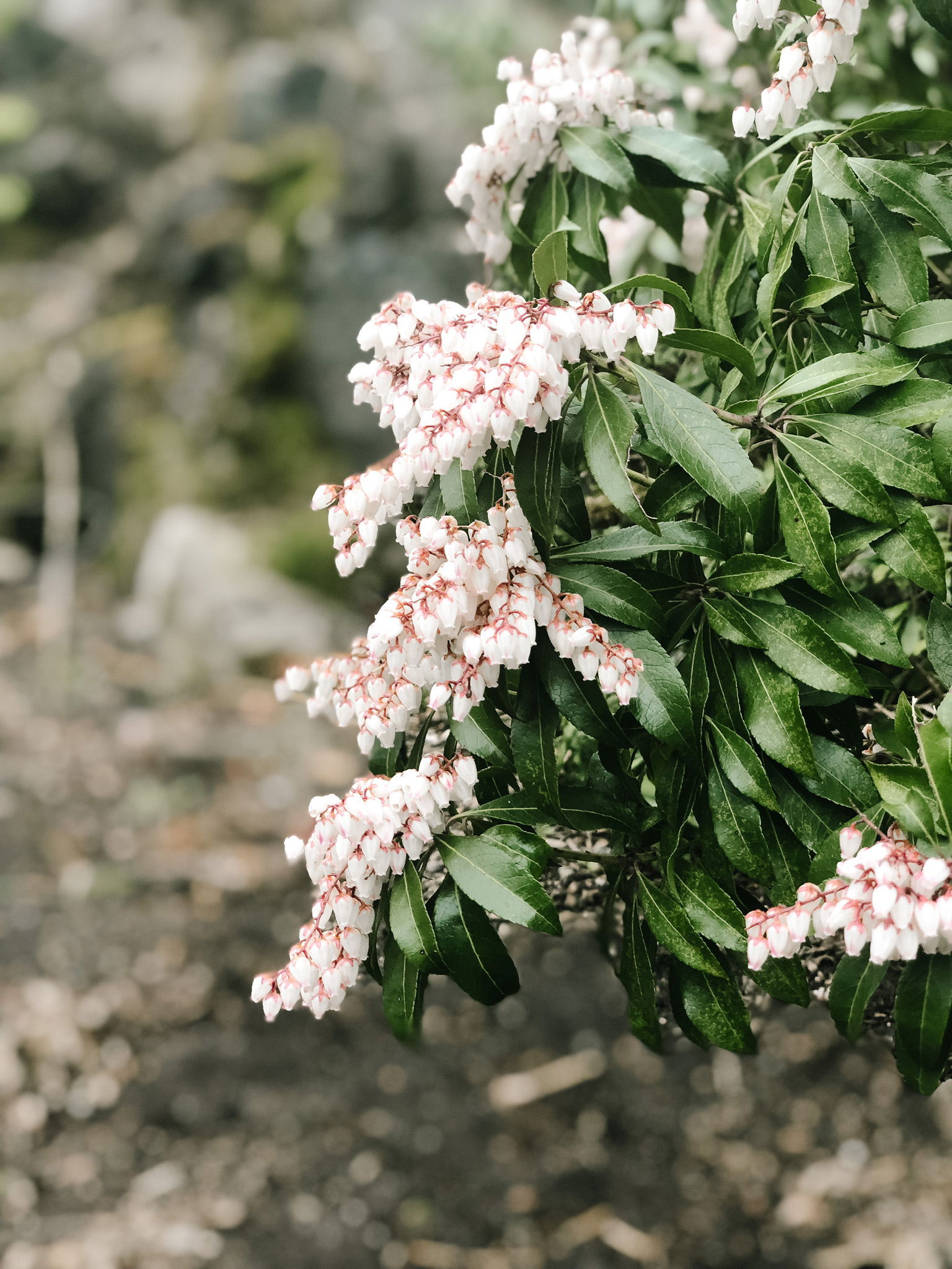 Aelin Elisaria photo