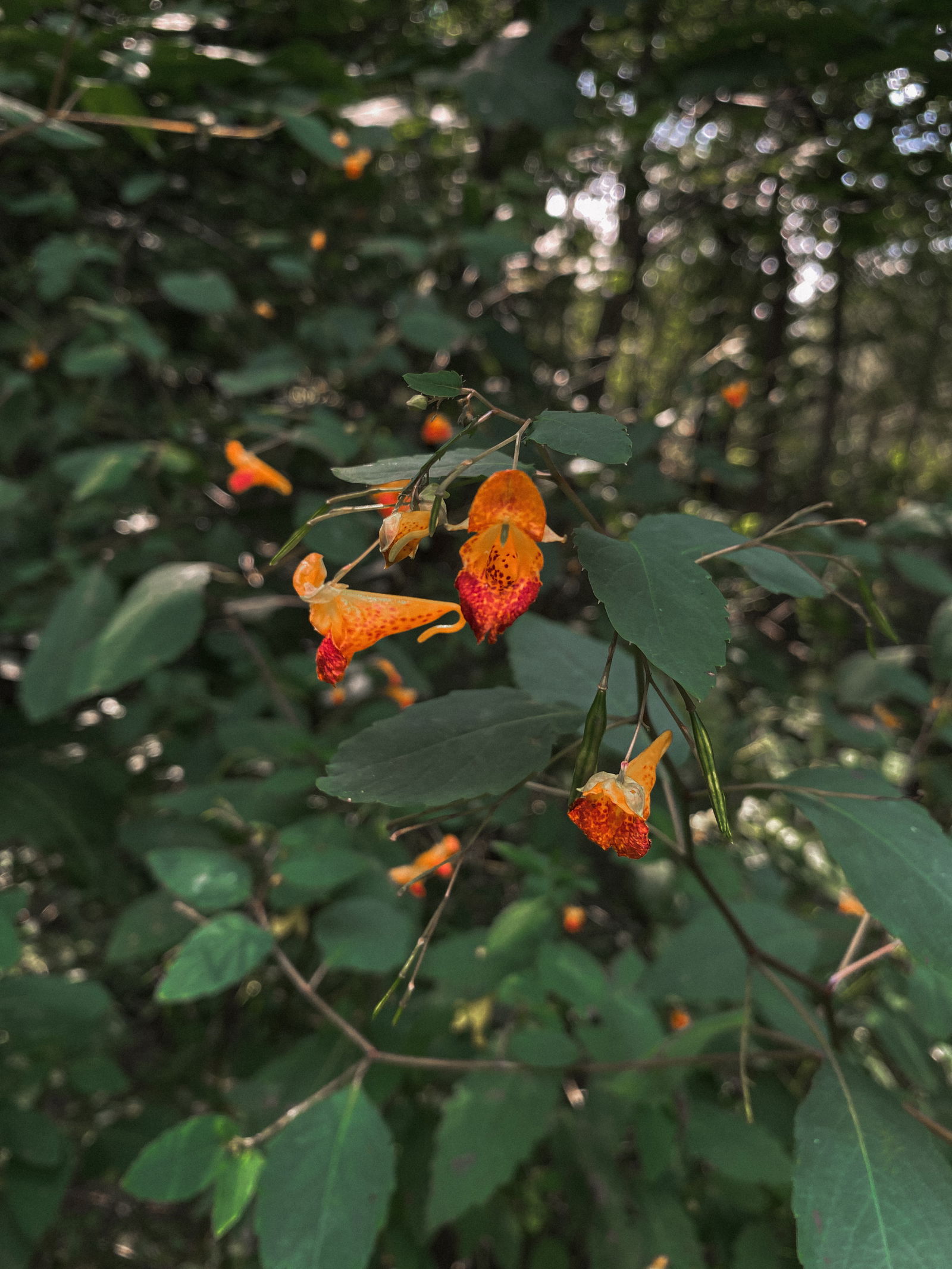 🌿 Vivian Greene 🌿 NO PPV ⚔️ photo