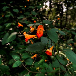 🌿 Vivian Greene 🌿 NO PPV ⚔️ photo