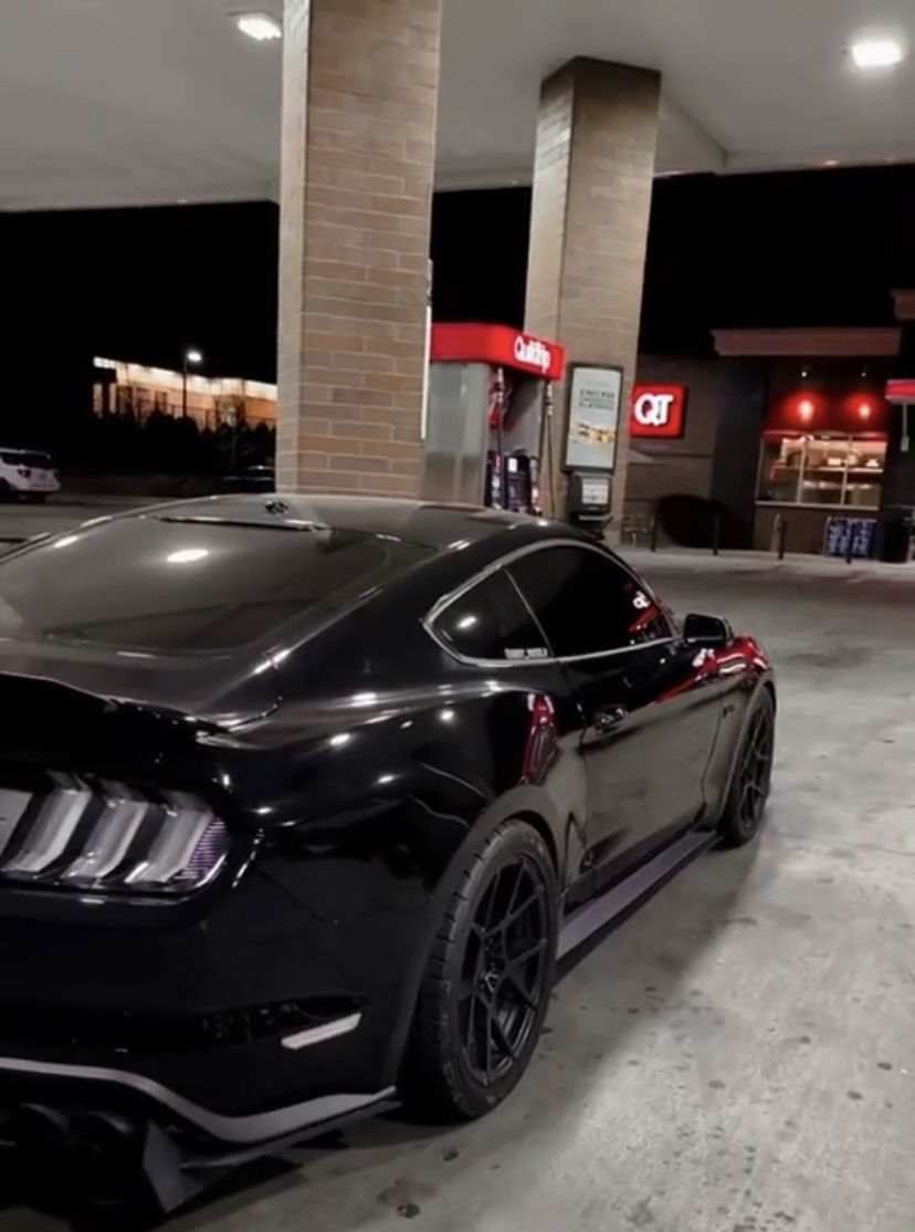 I like orange cats photo