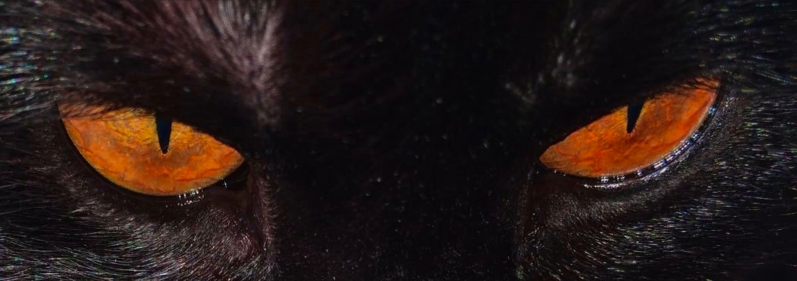 𝖃𝖎𝖆𝖓𝖙 🦇 photo