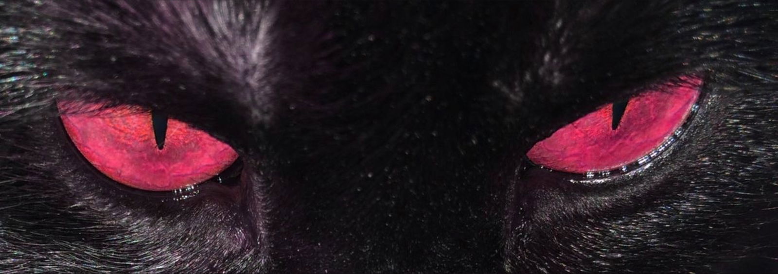 𝖃𝖎𝖆𝖓𝖙 🦇 photo