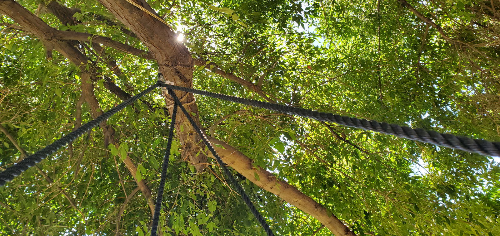 Ambrose Morningstar photo