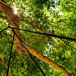 Ambrose Morningstar photo